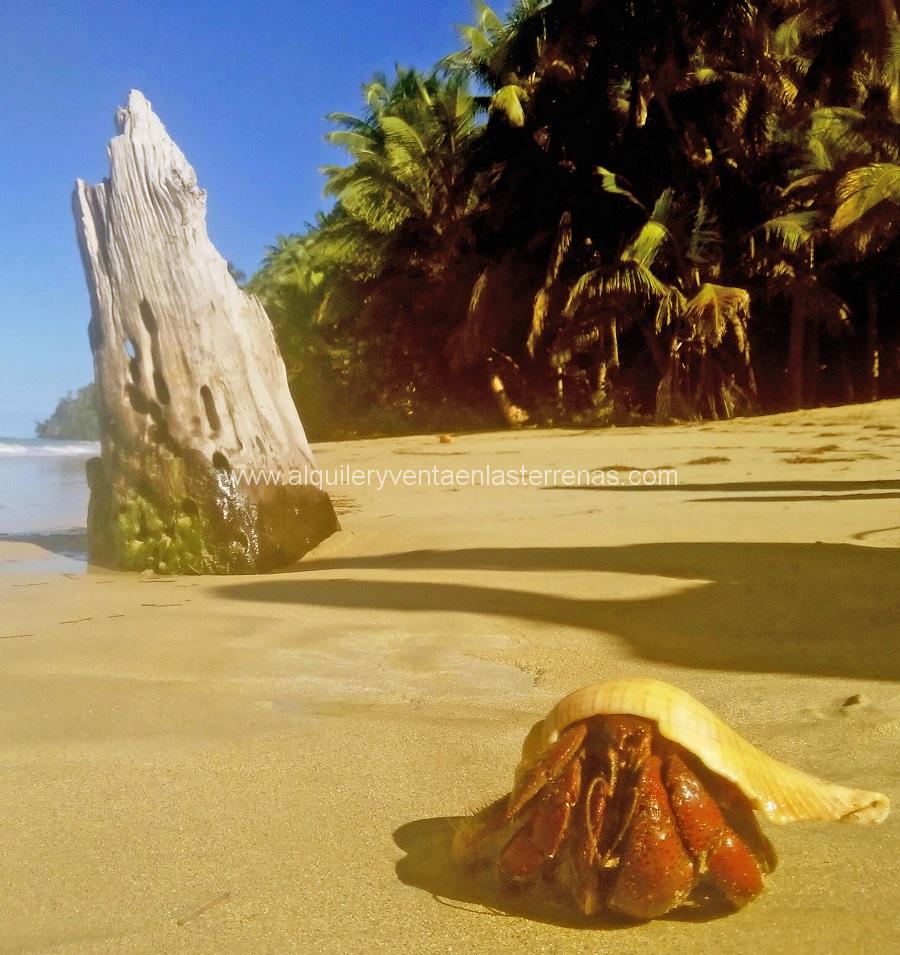 Excursions in Las Terrenas - beaches in las terrenas, rental in las terrenas, villas, houses, apartments in las terrenas