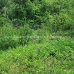 Villa La Barbacoa PM, louer et vendre à Las Terrenas