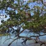 Apartamento Balcones del Atlantico INGM, louer et vendre à Las Terrenas