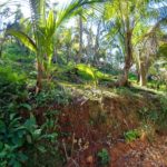 Residencial Coco y Mar Las Terrenas, Alquiler y venta en Las Terrenas